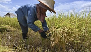Thailand sasar ekport beras 7.5 juta tan pada 2022