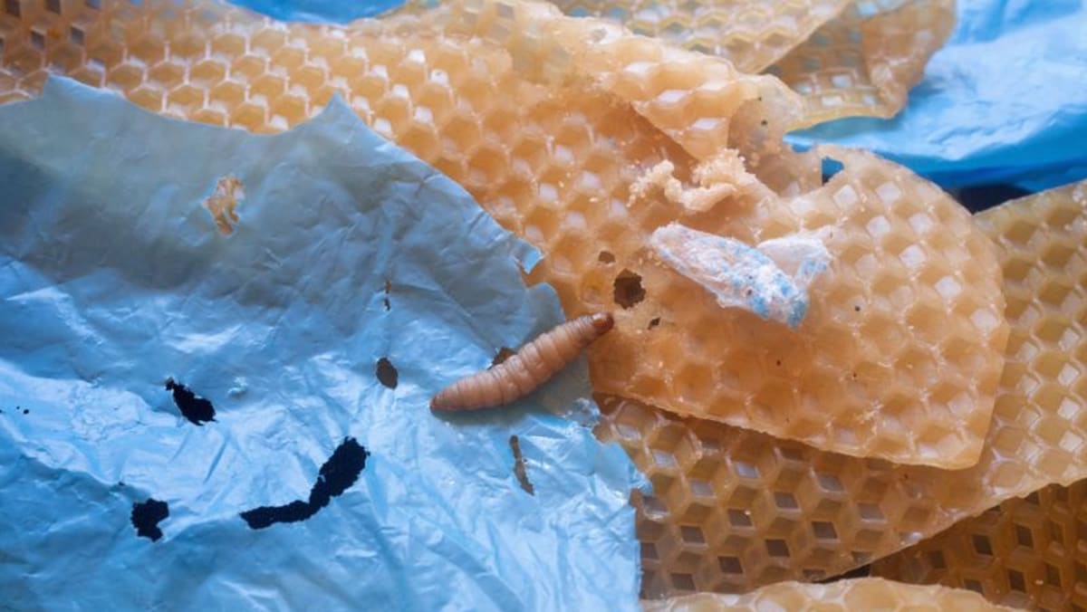 Lowly wax worm’s saliva may boost fight against plastic pollution