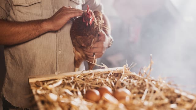 禁用层架式鸡笼后 新西兰陷入鸡蛋短缺困境