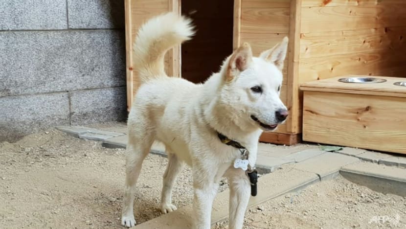 South Korea's Moon seeks to give up dogs gifted by North's Kim Jong Un