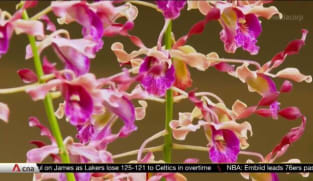 Singapore's history of orchid diplomacy | Video
