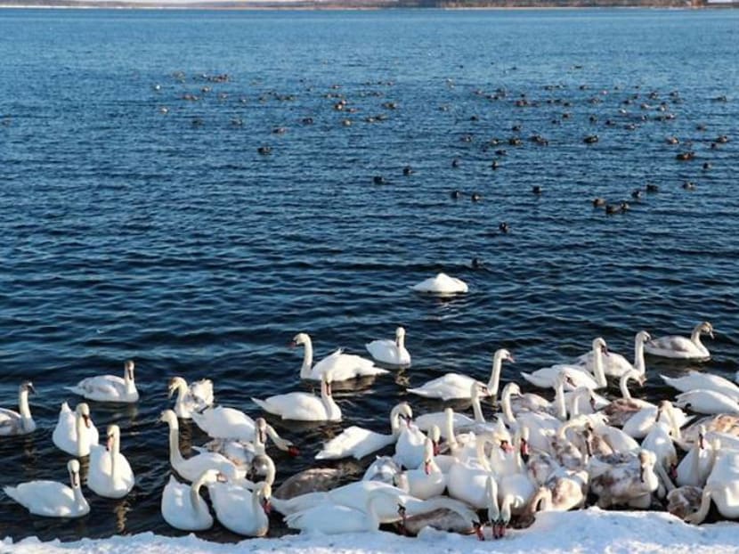 Swans bask in warm waters from Ukrainian nuclear plant during winter freeze Swans bask in warm waters from Ukrainian nuclear plant during winter freeze