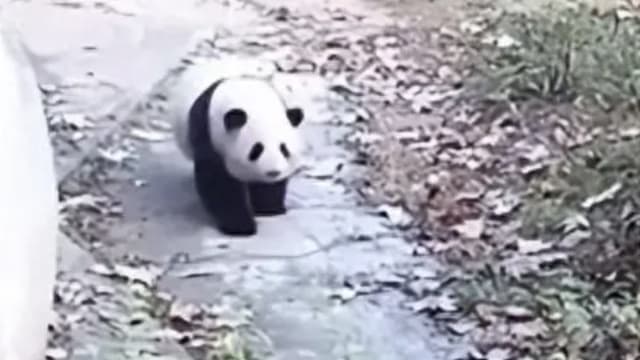 除夕夜把大熊猫花花遗忘在外 中国饲养员被解雇