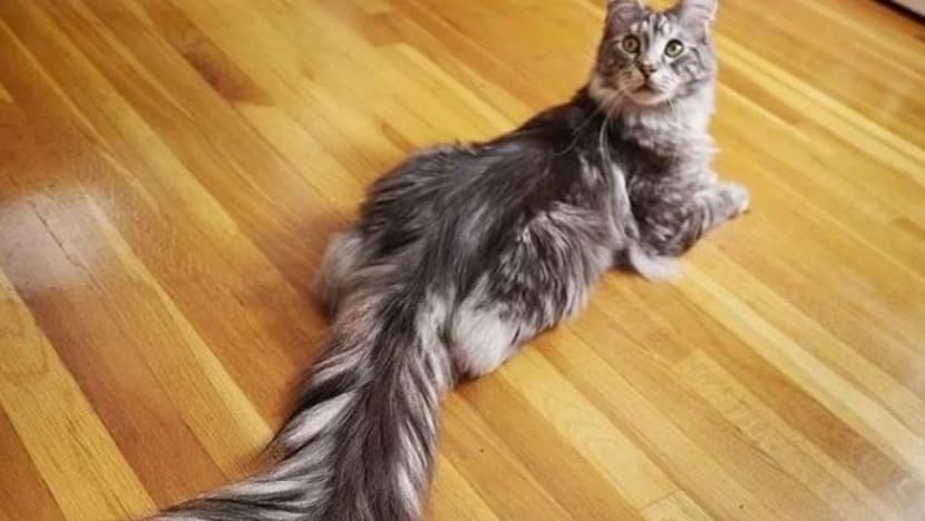 Ini dia kucing yang punya ekor paling panjang dan berbulu cantik di dunia…