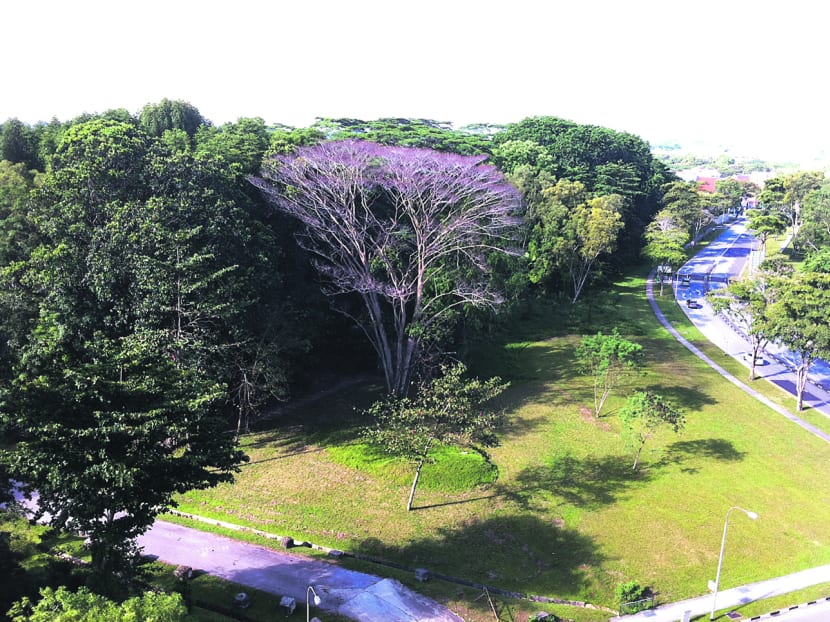 The development of the site at Pasir Ris has been delayed by a petition by residents to preserve the woodland. Photo: Neo Chai Chin
