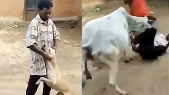 印度男子骚扰白狗被牛攻击 网民：现世报