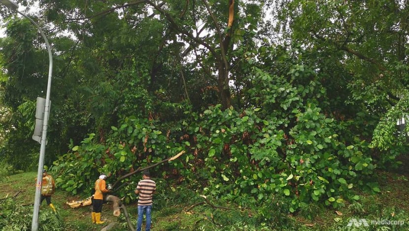 Several trees across Singapore fall amid widespread thunderstorm Several trees across Singapore fall amid widespread thunderstorm