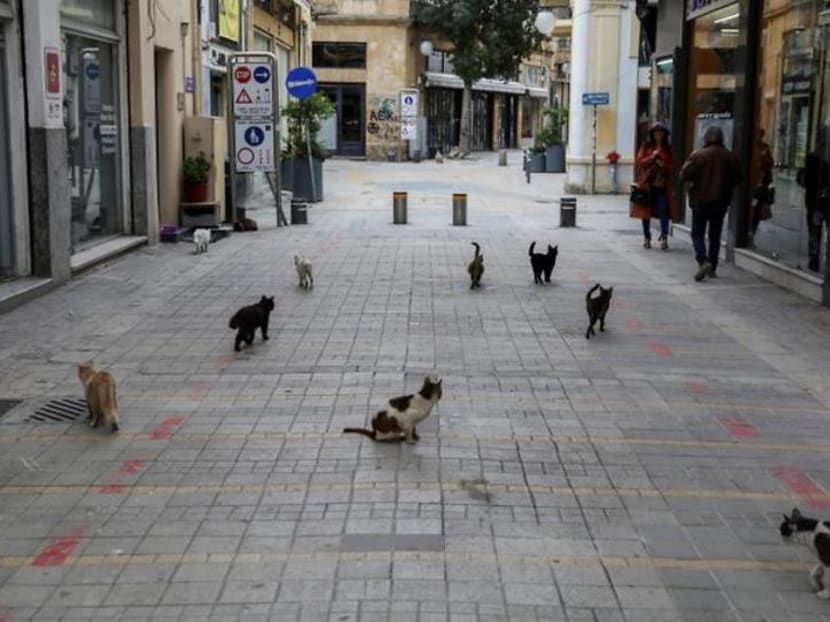 Despite ancient cat connections, Cyprus is swamped with strays Despite ancient cat connections, Cyprus is swamped with strays