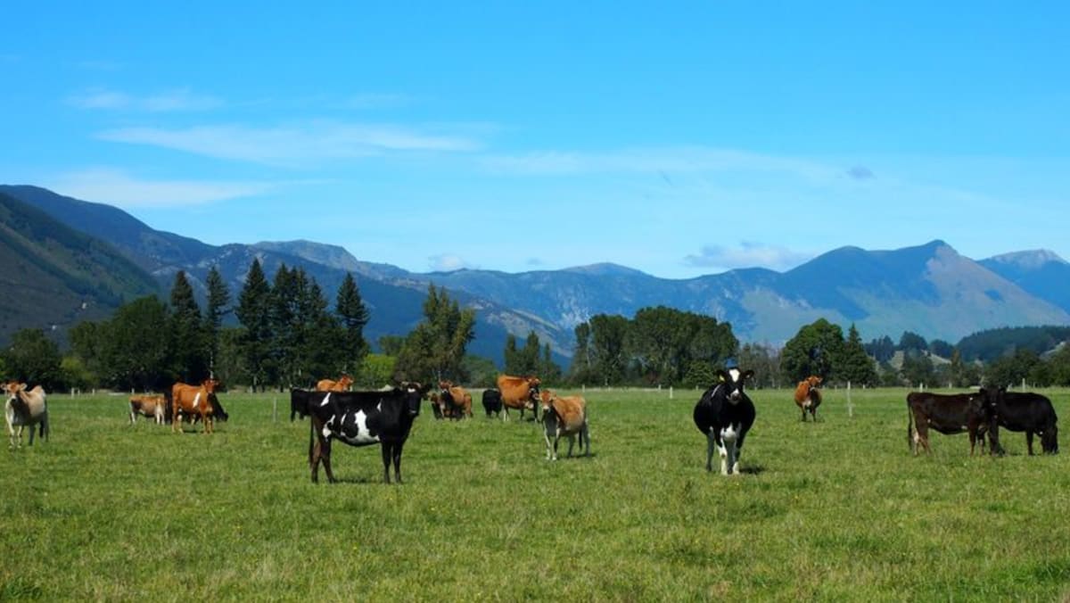 Di peternakan Selandia Baru, para ilmuwan mengurangi kotoran sapi untuk menyelamatkan dunia