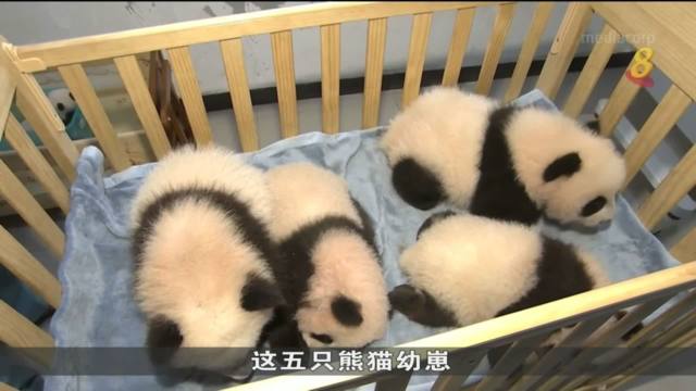 中国秦岭大熊猫研究中心 今年共繁育五只大熊猫宝宝