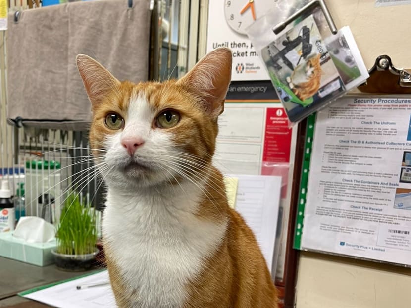 George the orange tabby has been appointed the Stourbridge Junction Station’s chief mouse catcher after volunteering its services for three years. George the orange tabby has been appointed the Stourbridge Junction Station’s chief mouse catcher after volunteering its services for three years.
