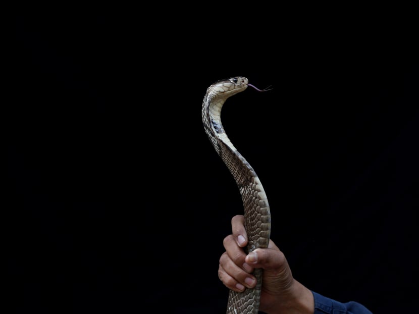Dutch man’s genitals rots after bitten by cobra during safari trip to South Africa