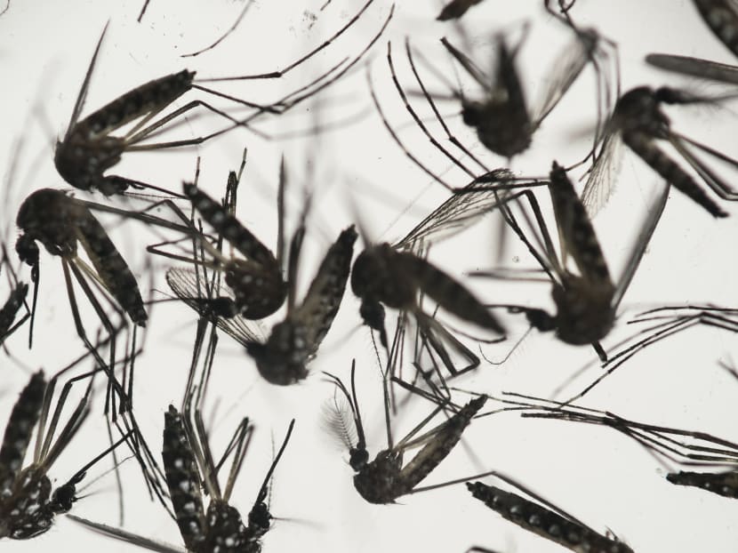 In this Jan 27, 2016, file photo, samples of Aedes aegypti mosquitoes, responsible for transmitting dengue and Zika, sit in a petri dish at the Fiocruz Institute in Recife, Pernambuco state, Brazil. Photo: AP