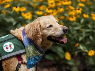 Dogs can be healing for children: Study shows canine interaction leads to lower stress levels in kids