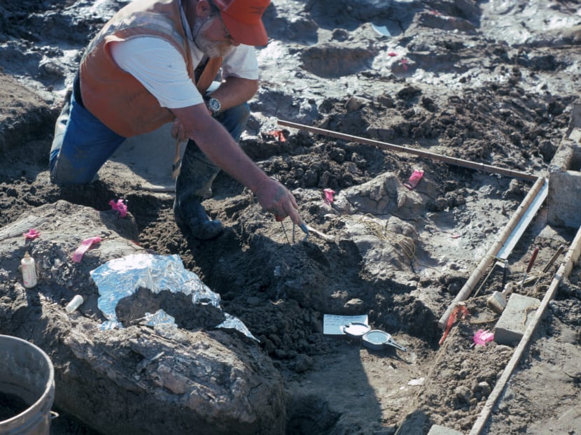 Paleontologist Don Swanson points at rock fragments near a large horizontal mastodon tusk fragment at the San Diego Natural History Museum in San Diego, California, U.S., in this handout photo received April 26, 2017. Photo:  San Diego Natural History Museum via Reuters