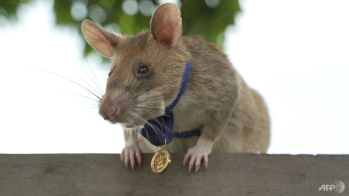 Pahlawan tikus pelacak ranjau darat Kamboja, Magawa, meninggal