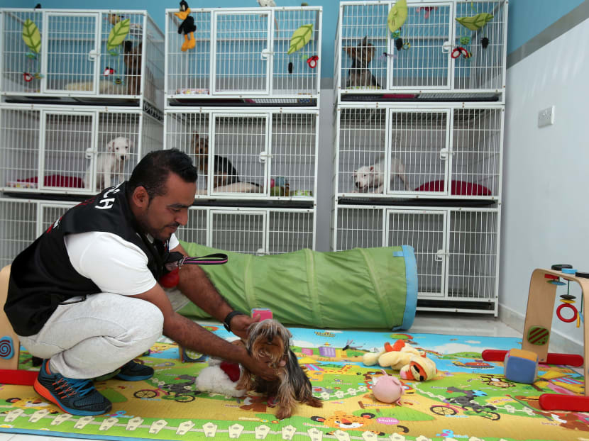 An employee pets a dog at the PetCare Veterinary Centre in the Omani capital Muscat, on May 9, 2016. Photo: AFP
