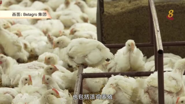 焦点 | 各国加强食物供应韧性 泰国鸡肉出口顺势崛起