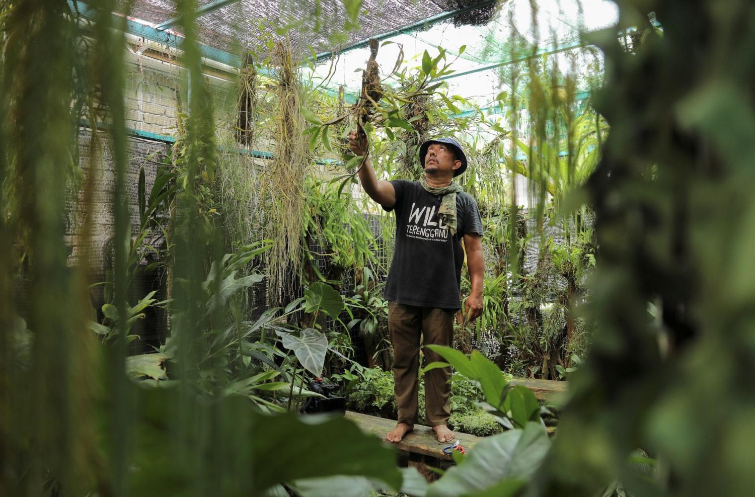 Mr Suzairi Zakaria — also known as Dome — checks one of his plants he rescued from a logging area, at his conservatory, WildDome Research and Conservation Centre in Besut, Terengganu, Malaysia on May 29, 2022.