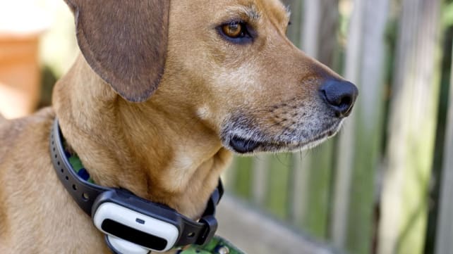 New NParks guidelines will not impose restrictions on use of electric shock collars to train animals