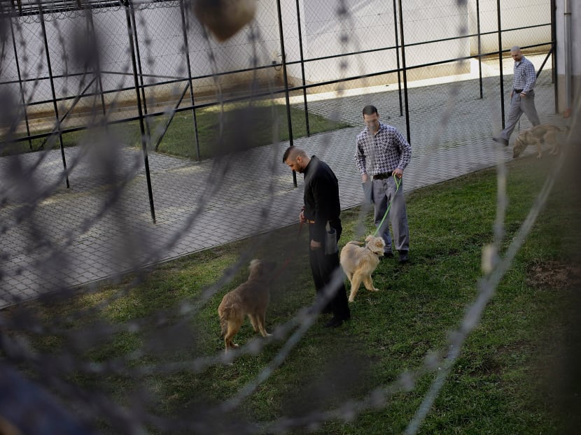 Prisoners prepare their dogs for a session of an obedience training at Hungary's Debrecen jail on February 5. This special program is launched in 2014, the innovative project is of mutual benefit, helping prisoners and pooches alike gain valuable social skills to help their reintroduction into society. Photo: AFP