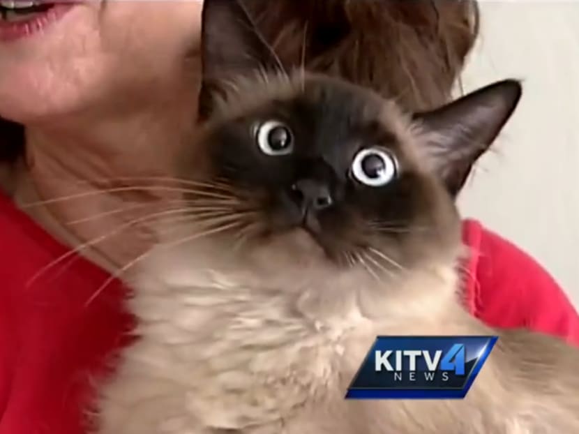 A screenshot from KITV's TV report on the found Siamese cat, Bogie.