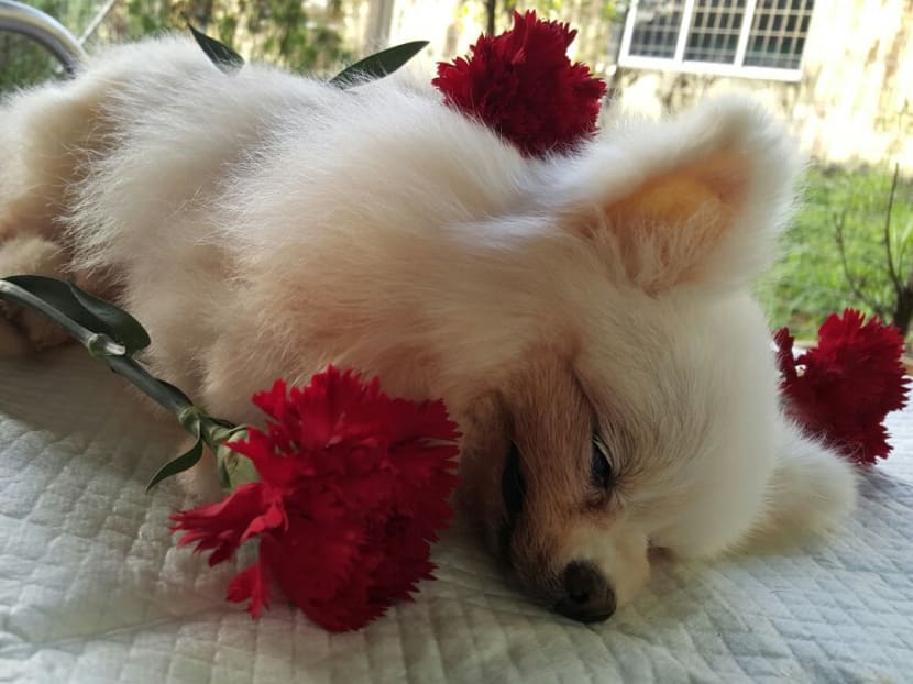 Mobile dog cremation deals