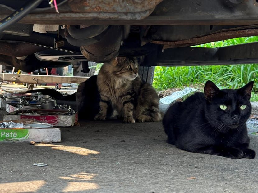 'They're my babies' — Brooklyn locals care for feral cats living on New