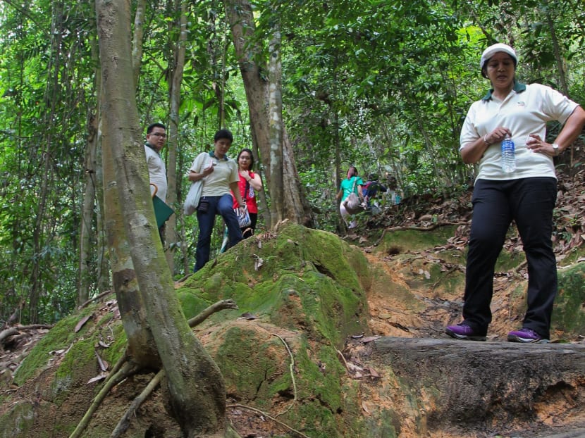 Bukit Timah Nature Reserve to close for restoration