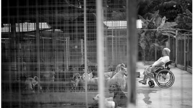 收养3000多只动物 马国收容所资金短缺面临关闭
