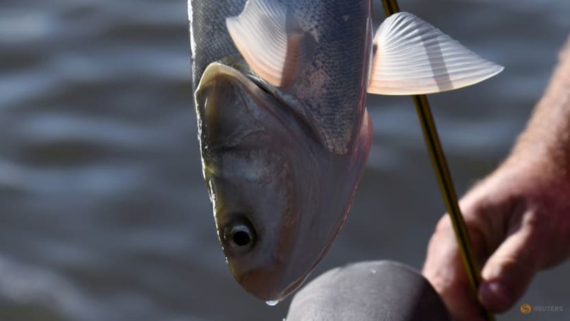What's in a name? Illinois hopes to make invasive carp fish more palatable What's in a name? Illinois hopes to make invasive carp fish more palatable