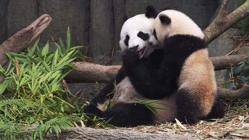 Panda Power: The Rise of Furry Diplomats - Origins Of Panda Diplomacy