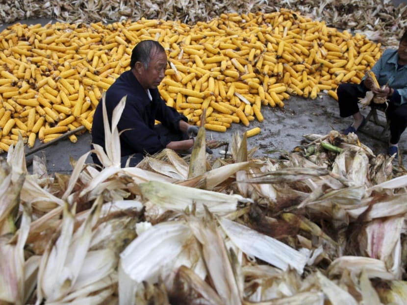 Farmers husk corn at a farm village in Gaocheng, Hebei province, China on Sept 30, 2015. Most of the elderly in China live in the countryside, though often their working-age children have moved to cities as migrant workers.