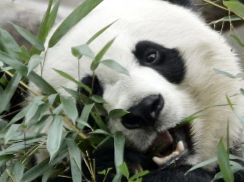 Panda cub to get his first peek at visitors as US National Zoo reopens Panda cub to get his first peek at visitors as US National Zoo reopens
