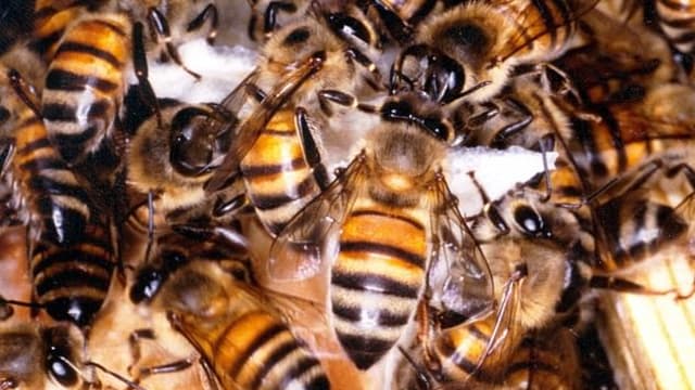 深信蜜蜂为祖先化身 南非男与蜂对话被螫死