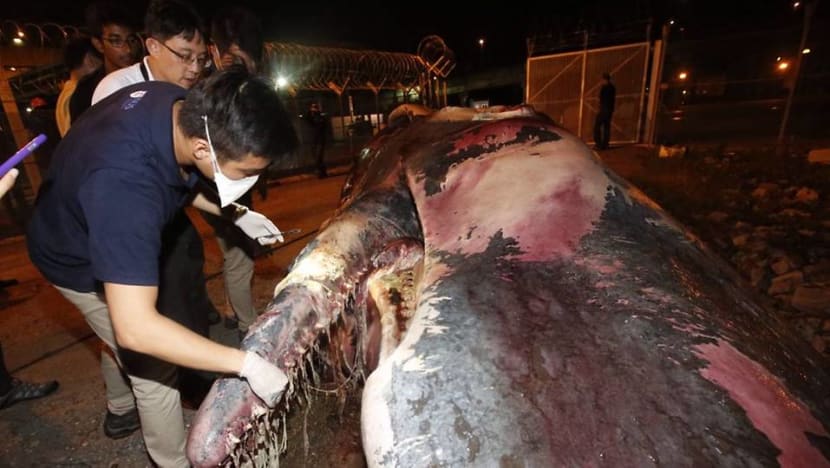 Squid beaks, plastic debris among contents found in Jurong Island sperm whale’s belly: Study Squid beaks, plastic debris among contents found in Jurong Island sperm whale’s belly: Study