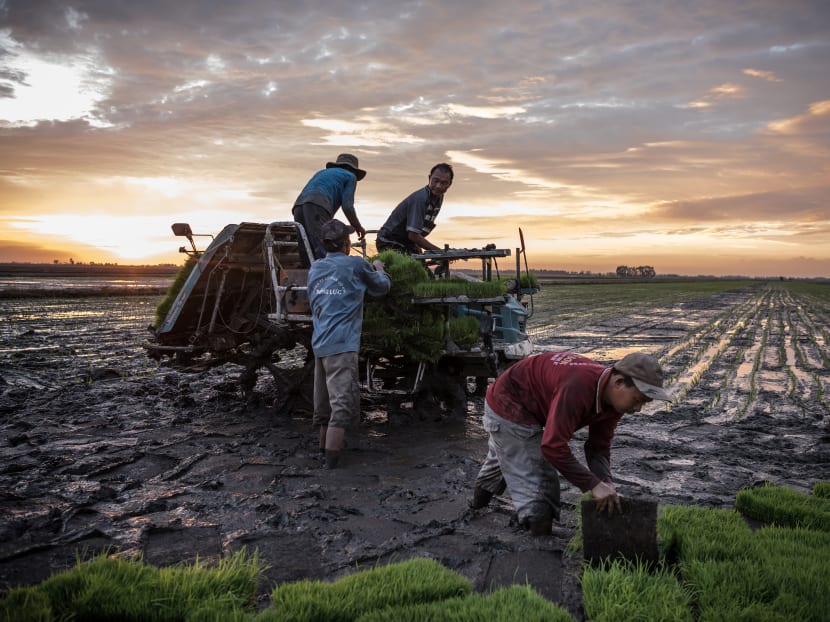 Rice growers, who depend on the alluvial soil deposited by the Mekong River during rainy season, make preparations for planting rice seedlings in the Mekong River Delta near the village of Hong Ngu in Vietnam, on Dec 17, 2018.