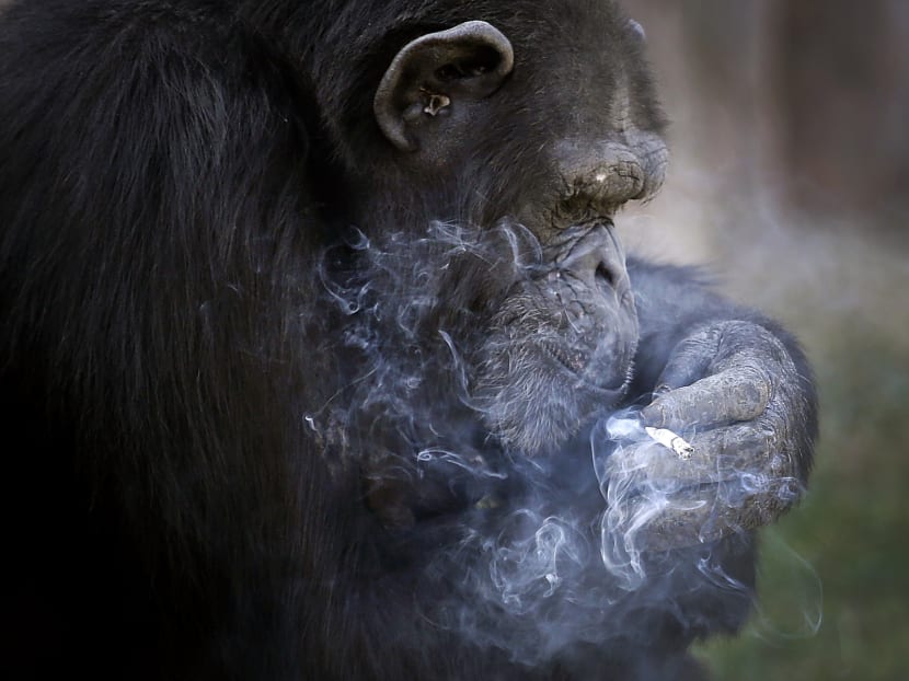 Gallery: Azalea the smoking chimp is new star at Pyongyang zoo