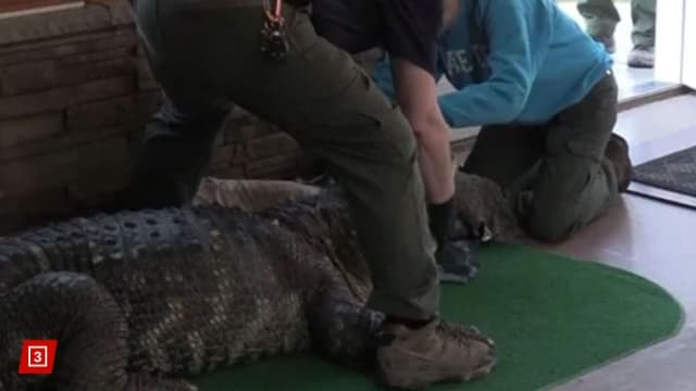 美国男子养340公斤鳄鱼当宠物 让公众观赏触摸