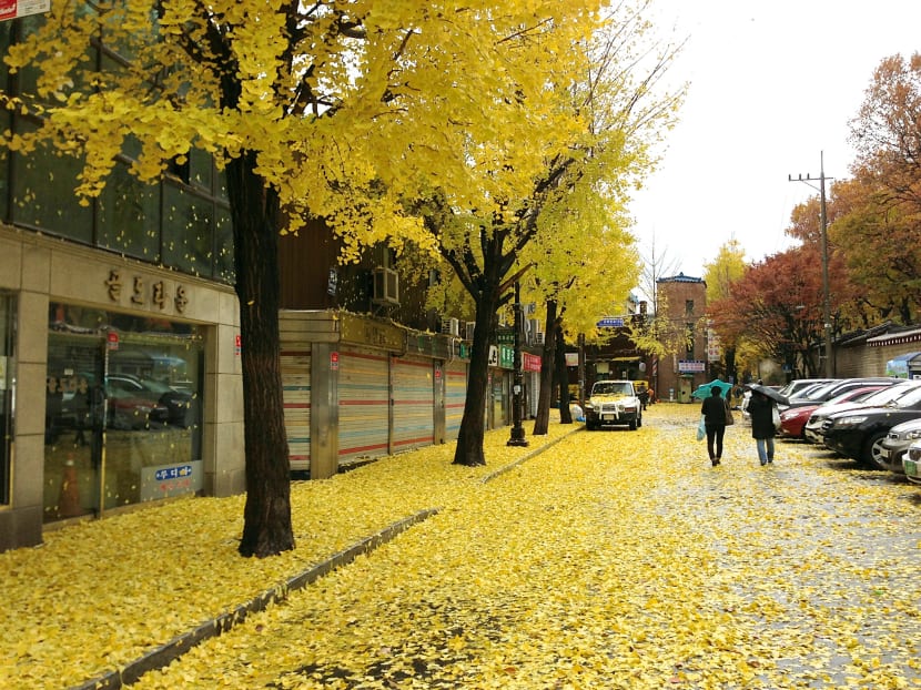 Gallery: Seoul’s Autumn Splendour
    
    
      PRO TIP
    
    
      Korea is beautiful all four seasons, but it’s the fiery autumn that shows the city at its finest