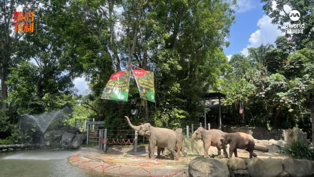 系列活动庆50周年 新加坡动物园将继续寓教于乐