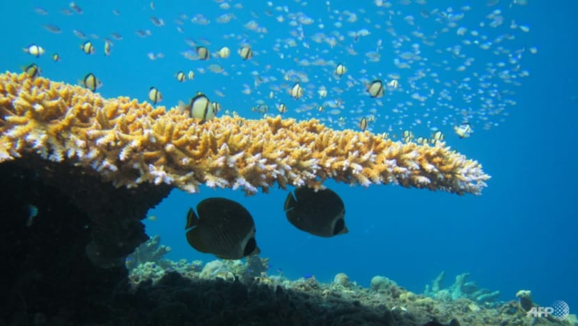 Coral bleaching causing 'unnecessary' fish fights Coral bleaching causing 'unnecessary' fish fights