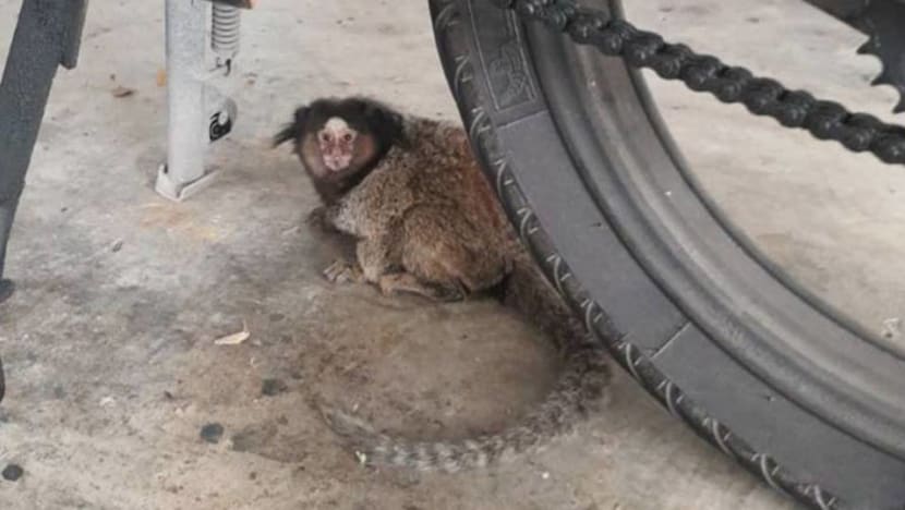 Wildlife group rescues abandoned marmoset seen 'appearing lost' at Punggol HDB Wildlife group rescues abandoned marmoset seen 'appearing lost' at Punggol HDB