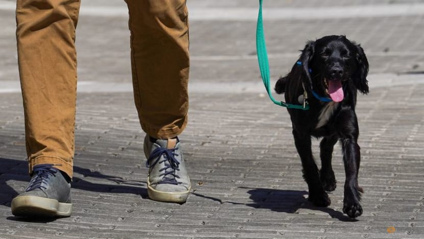 Cash-strapped Britons give up pets as living costs soar Cash-strapped Britons give up pets as living costs soar