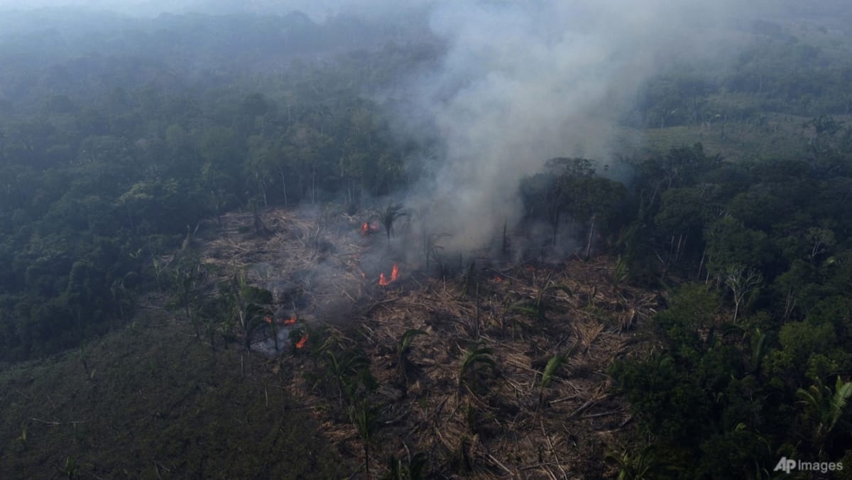 Despite gains in Brazil, forest destruction still 'stubbornly' high: Report