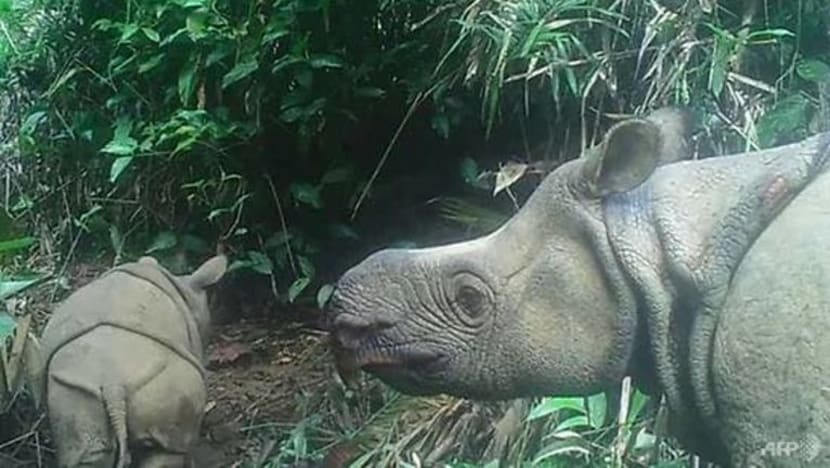 Dua anak badak sumbu Jawa terancam pupus ditemui di taman negara 