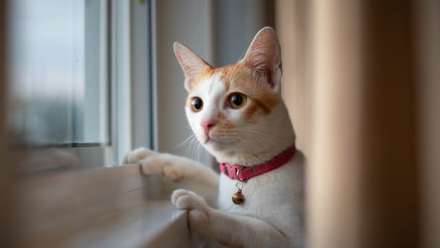 政府拟议猫只管理框架 组屋允养最多两只猫