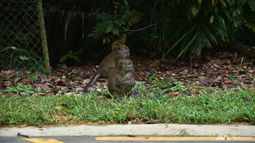 No feeding campaign launched to warn public against feeding monkeys No feeding campaign launched to warn public against feeding monkeys