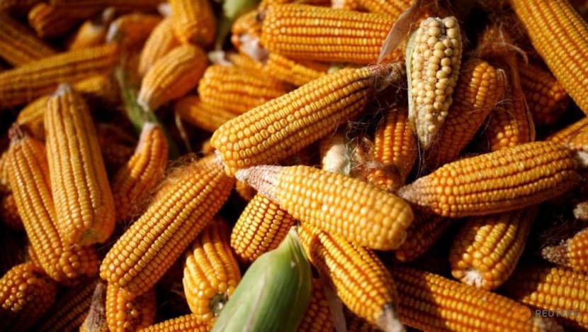 Double whammy for food buyers as freight costs spike amid high grain prices Double whammy for food buyers as freight costs spike amid high grain prices
