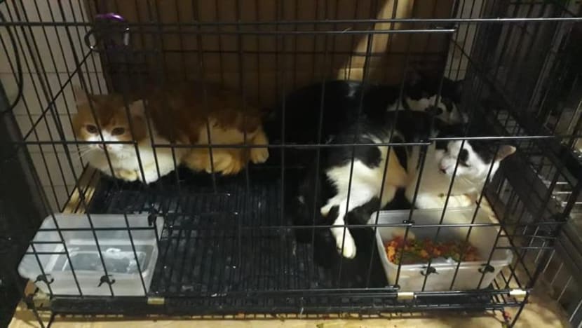Sekitar 70 daripada lebih 90 kucing di flat 3 bilik ini berjaya 